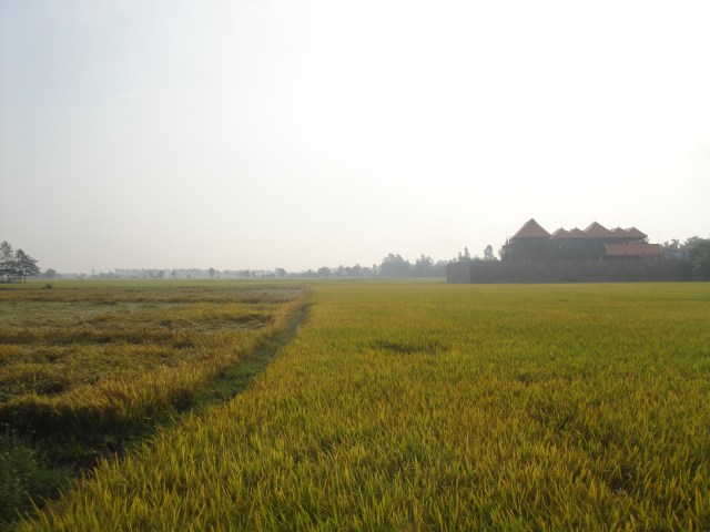 Across paddies to a temple