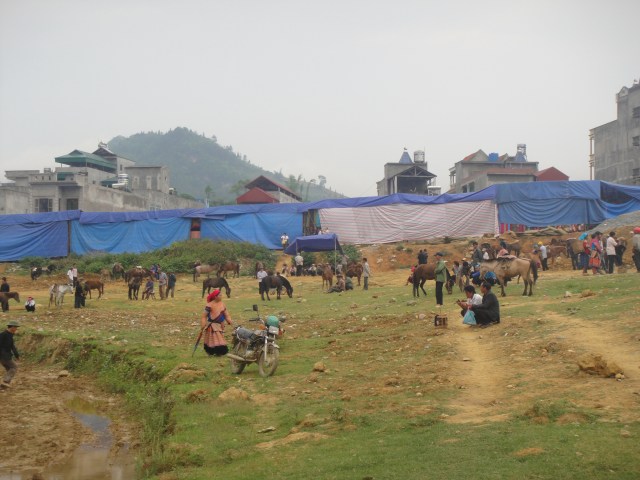 Horses, birds and bikes