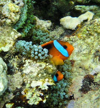 The incredible Clownfish (as seen, but not photographed by us)