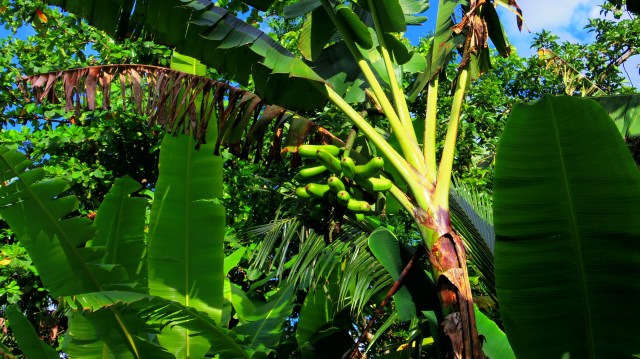 Banana's the size of a forearm on the roadside