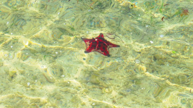The red Starfish