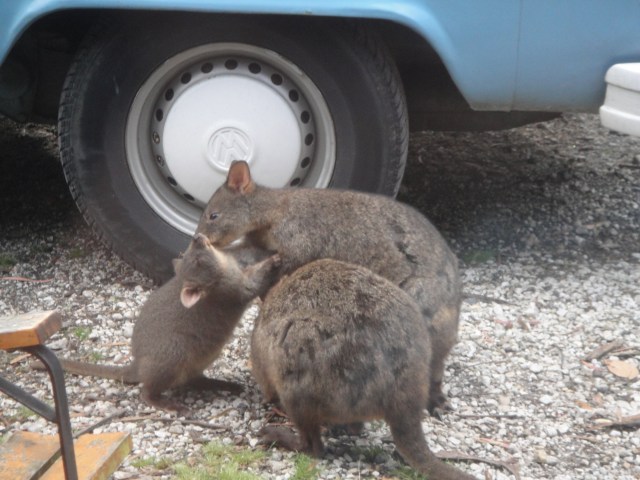 A mother and her 2 young Pademelons at my parents place