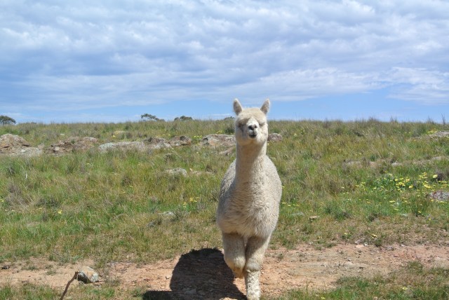 Rubbing shoulders with the locals
