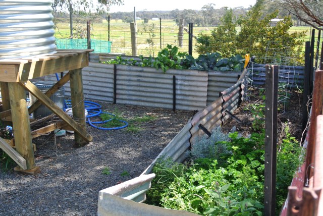 The lovely vegetable garden