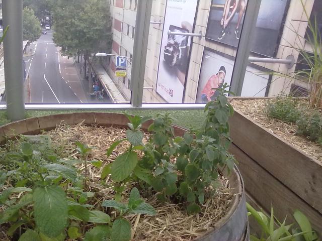 Free Mint in Thyme?