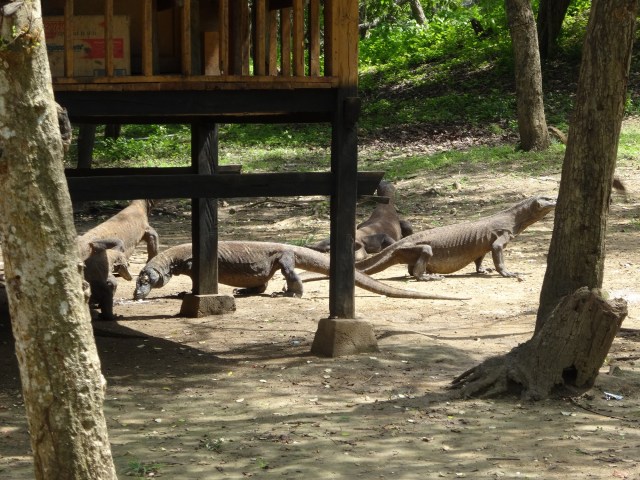 Getting up close with Komodo Dragons!