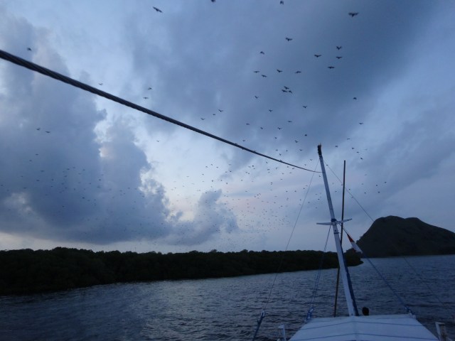 Flying foxes taking flight