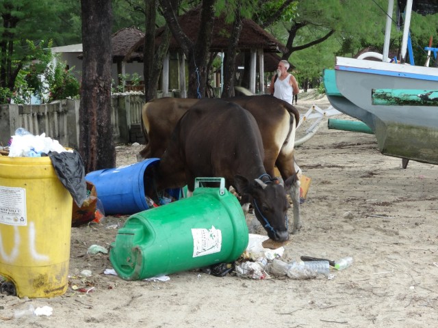 Grazing for less traditional fodder