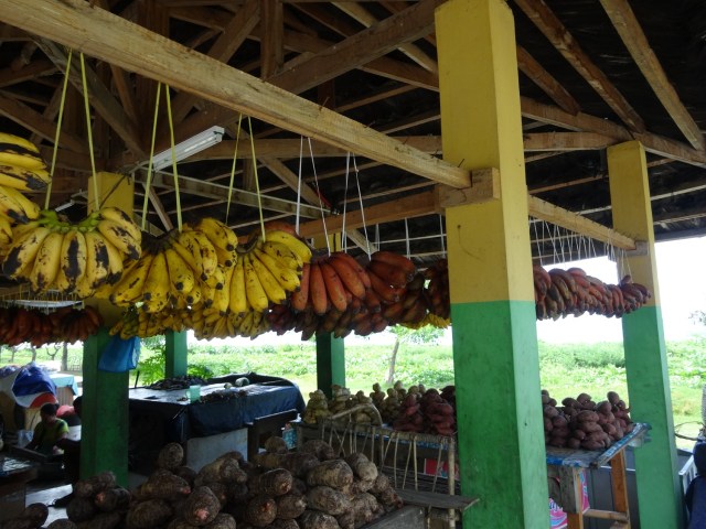 Our first encounter with Red Bananas