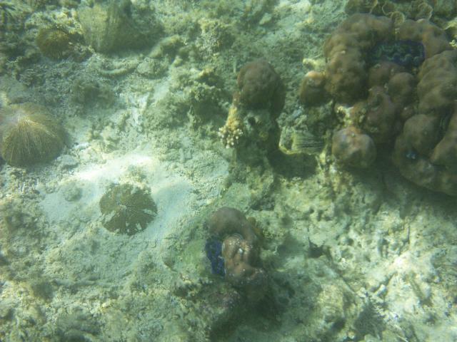 First glimpses captured of an underwater world: Some rather colourful Clams