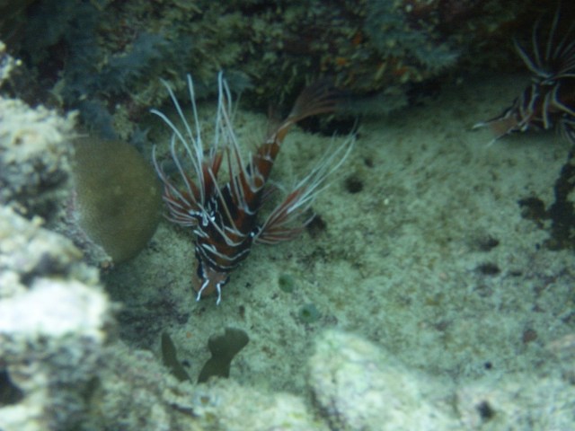 I spy a pair of lurking Lionfish