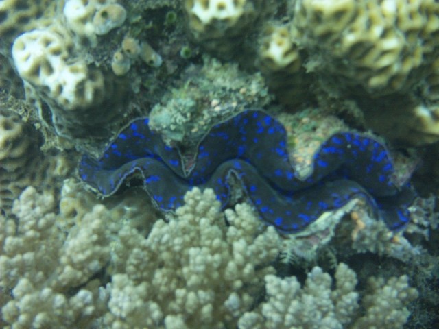 Colourful clams