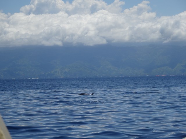 Dolphin delight!