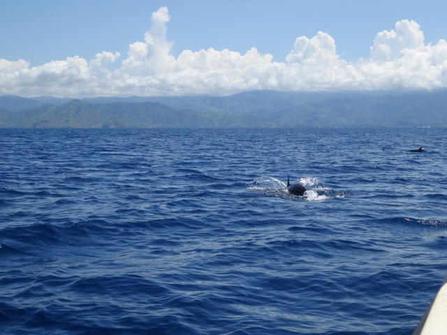 I was far too slow with my camera to capture these creatures in full flight