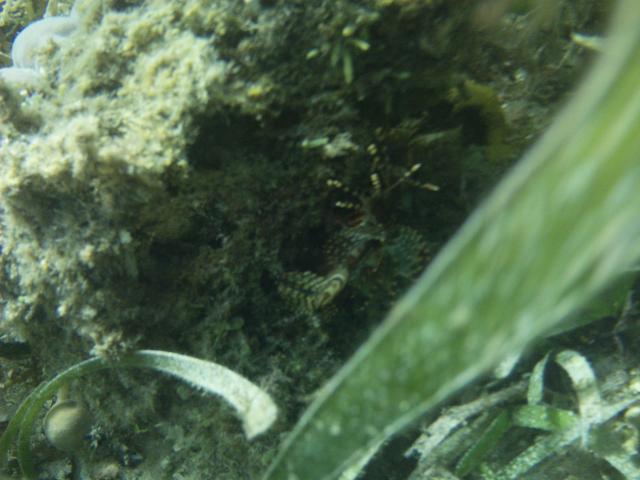 A shy Lionfish lurks in the world beneath (beautiful, yet venomous)