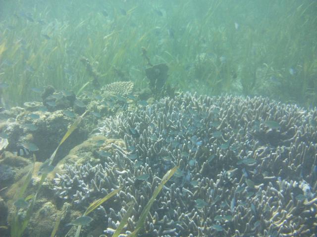 Blue Green Damselfish put on a show