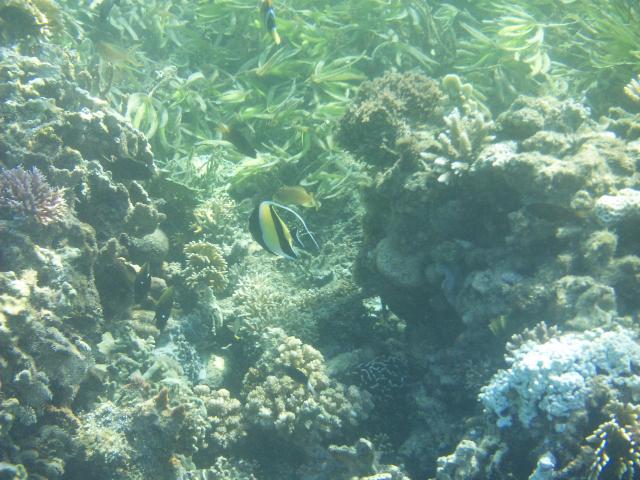 A Moorish Idol takes centre stage