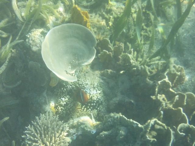 An Anemonefish (more commonly known as the Clownfish from 'Finding Nemo' fame) takes a quick peek from its Anemone home