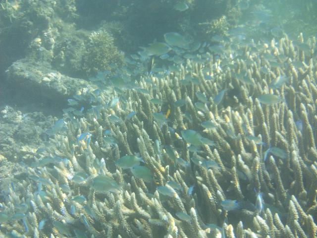 We were able to simply float amongst these beauties