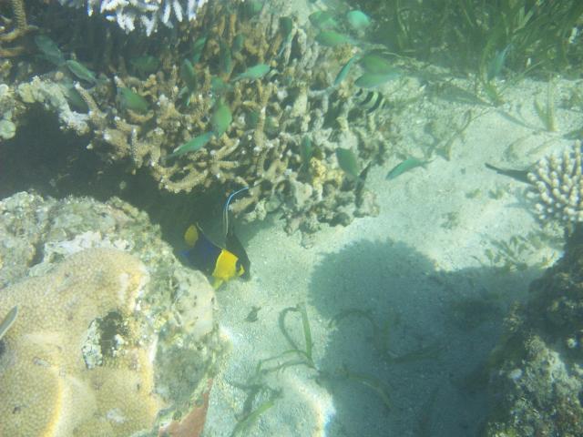 The bright yellow flash of an Angelfish really caught the eye