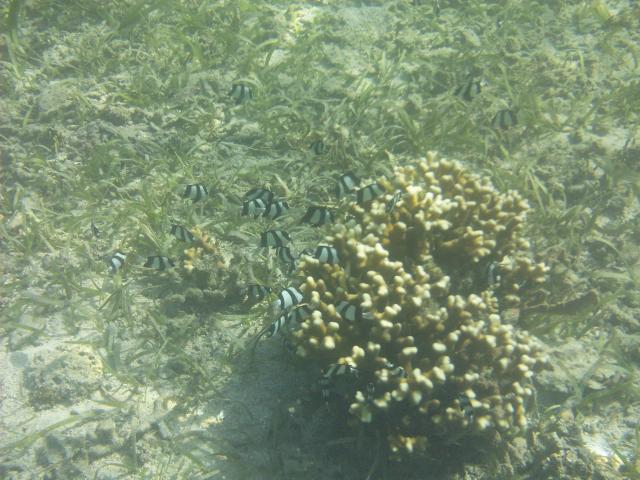 Three Striped Damselfish cling to their coral home