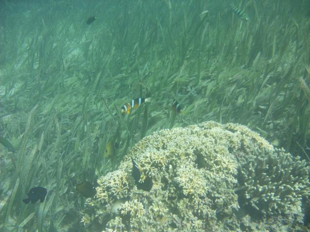 A trio of Clownfish show off their colours