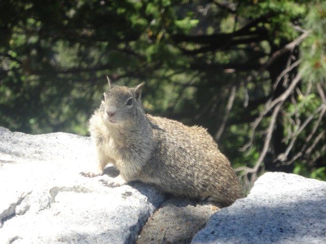 This fellow was quite the poser!