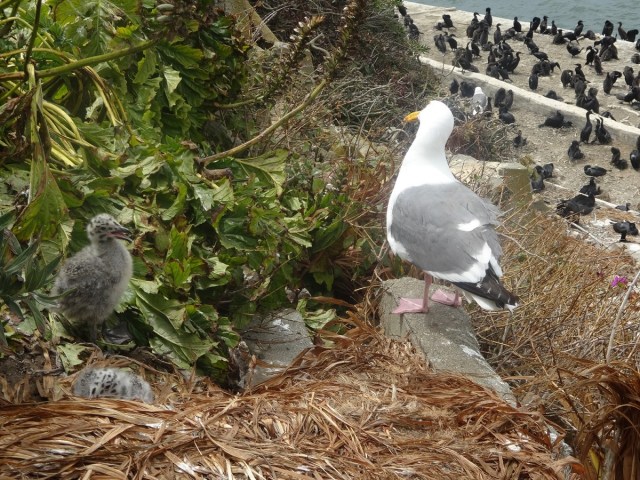 The future generations of Alcatraz