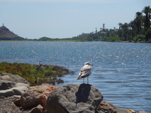 On the banks of the Rio Mulegé