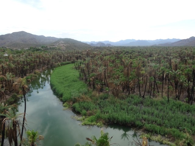 Taking in the views of this oasis in the desert (with its blackened palms)