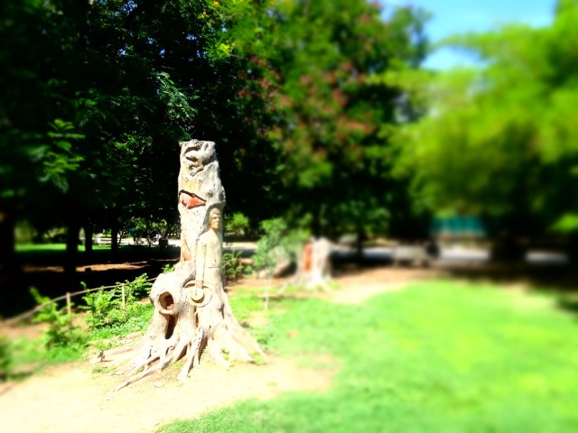Tree art in Los Mochis