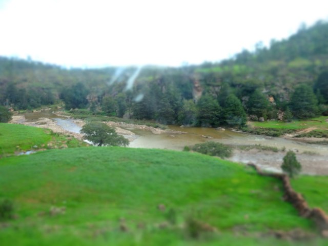 Rocky meadows and spindly pines