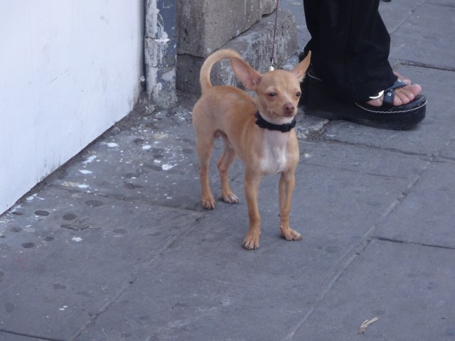 Spotted: Chihuahua's in Chihuahua!