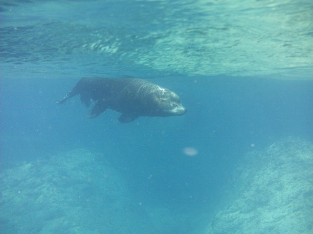 One of the bigger boys lurking around the colony