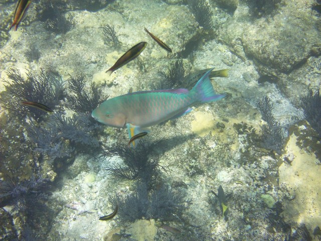 My fish I.D isn't great. Possibly a Lunar Wrasse?