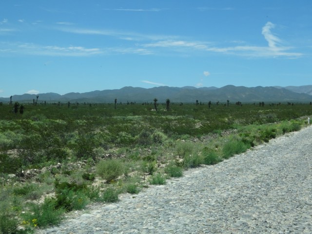 Desert scrub and a cobbled road