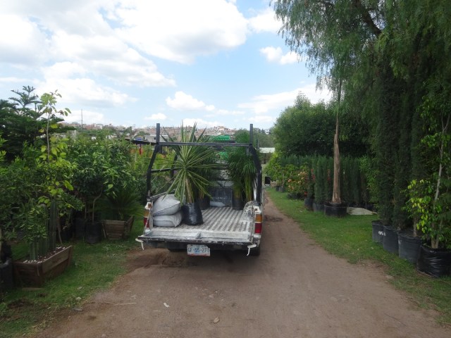 Shopping for plants at a nursery outside Guanajuato