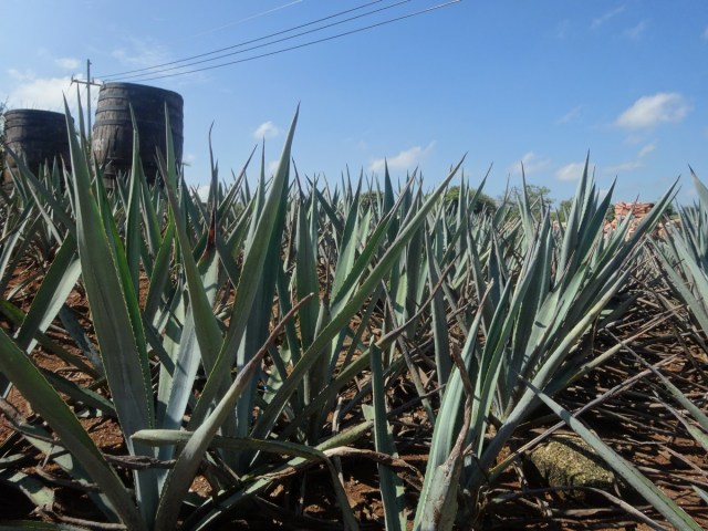 Amidst the beautiful Blue Agave