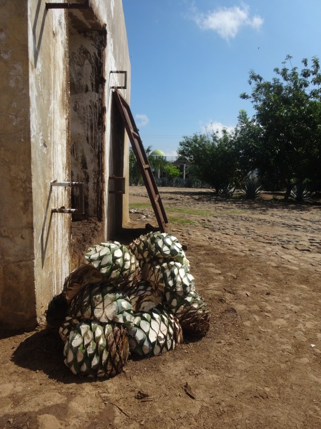 Looking at the harvested hearts, it is easy to see why they’re called Pineapples!