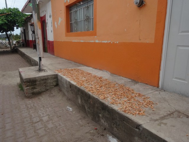 Shrimp, the islands staple source of income