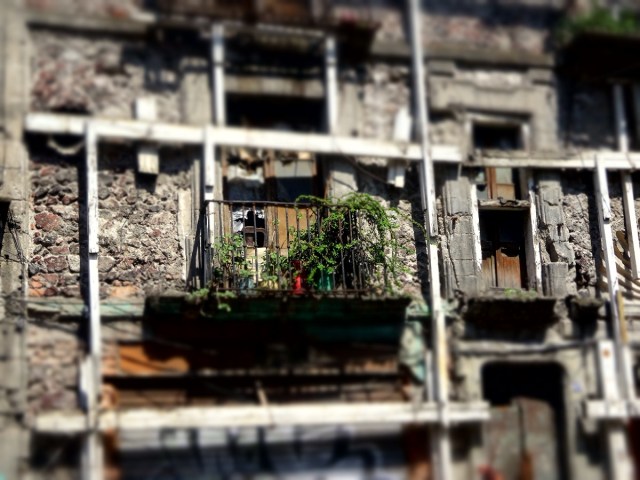 Life amidst decay...