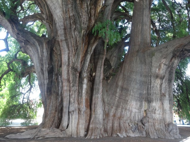 The worlds fattest tree, with a diameter of 14.05m