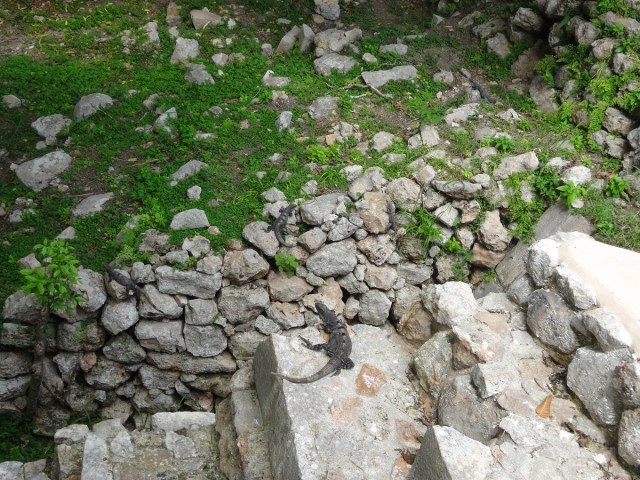 Speaking of Iguanas... can you spot the five in this shot?