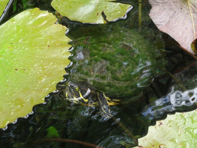 A moss covered turtle