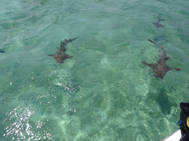 Ready to take a dip in Shark Ray Alley