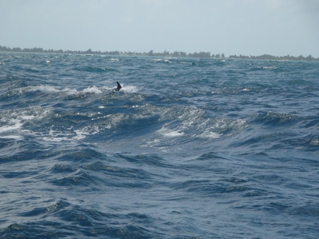 Headed back through the reef with a dolphin escort