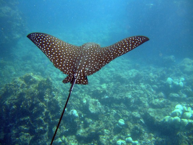 To see this gliding through the water was a thrill
