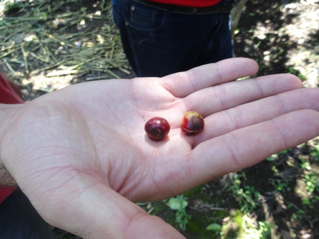 Coffee beans, ripe for the picking