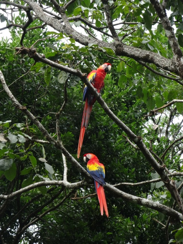 Watching them fly around was an absolute delight!
