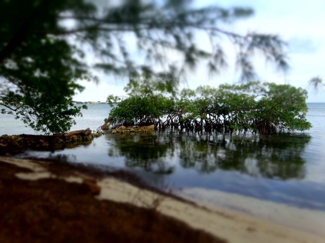 An evening wander along the sandy shore